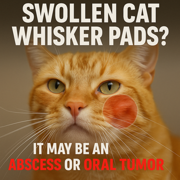 Swollen Cat Whisker Pads? It May Be an Abscess or Oral Tumor