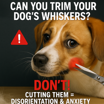 Can You Trim Your Dog’s Whiskers? Don’t! Cutting Them = Disorientation &amp; Anxiety