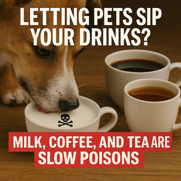 Letting Pets Sip Your Drinks? Milk, Coffee, and Tea Are Slow Poisons