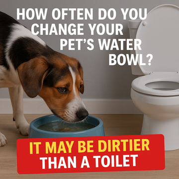 How Often Do You Change Your Pet’s Water Bowl? It May Be Dirtier Than a Toilet