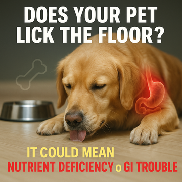 Does Your Pet Lick the Floor? It Could Mean Nutrient Deficiency or GI Trouble